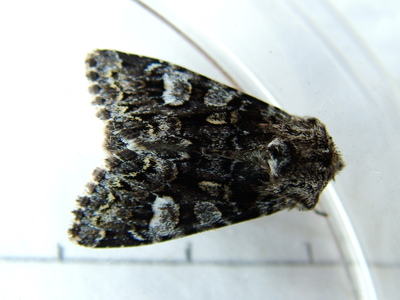 Glaucous Shears